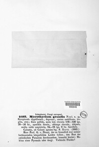 Palawania grandis image